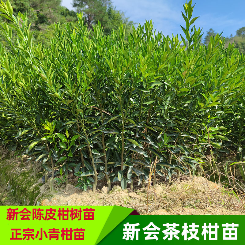 文静花坊  正宗新会果苗茶枝柑苗大红柑小青柑普茶制橘普洱茶嫁接树苗