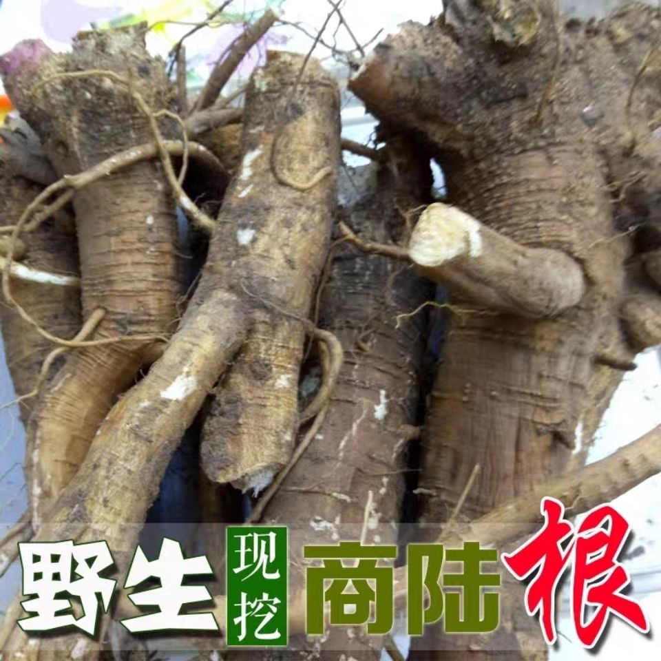 野生新鲜商陆根 山萝卜 白商陆 见肿消 商陆根纯根1000克 【5月9日发