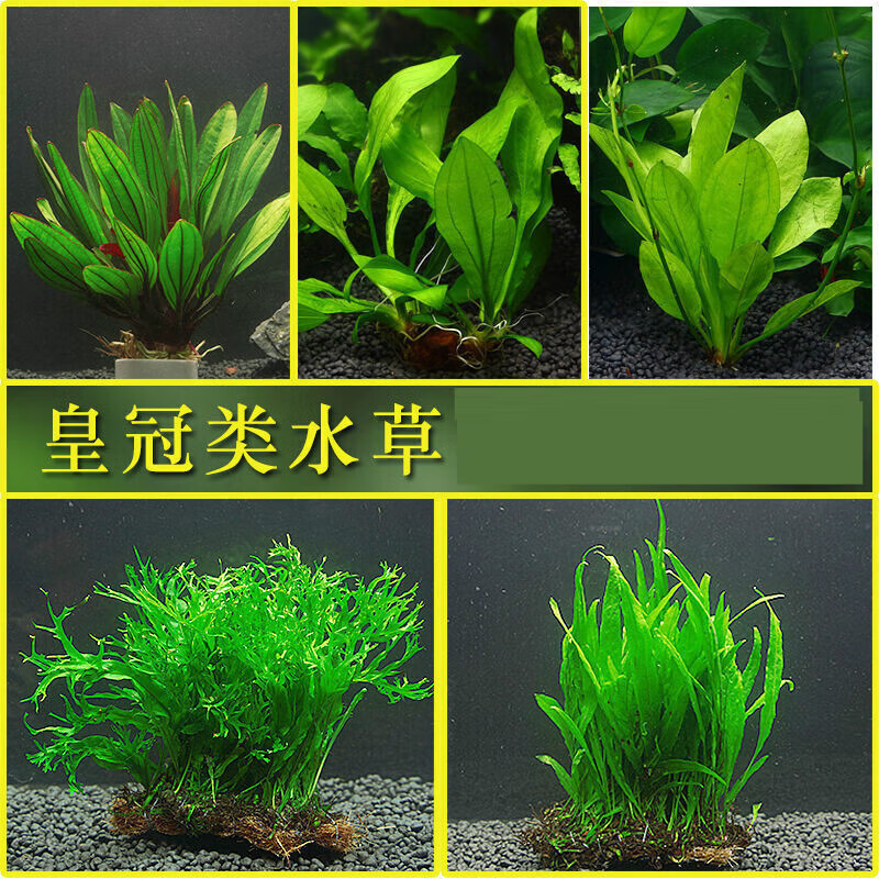 墨一细叶铁铁皇冠陀草沉木 热带鱼草缸造景懒人真水草植物 收藏店铺