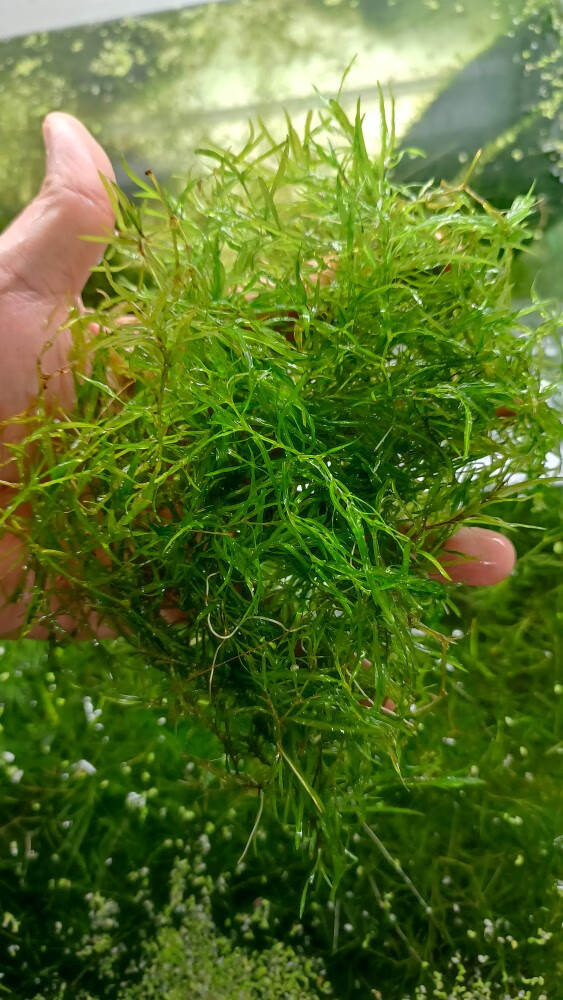 印度小竹节水草虾缸阴性水族小鱼繁殖新手蜈蚣绿菊莫斯竹节草 处理散
