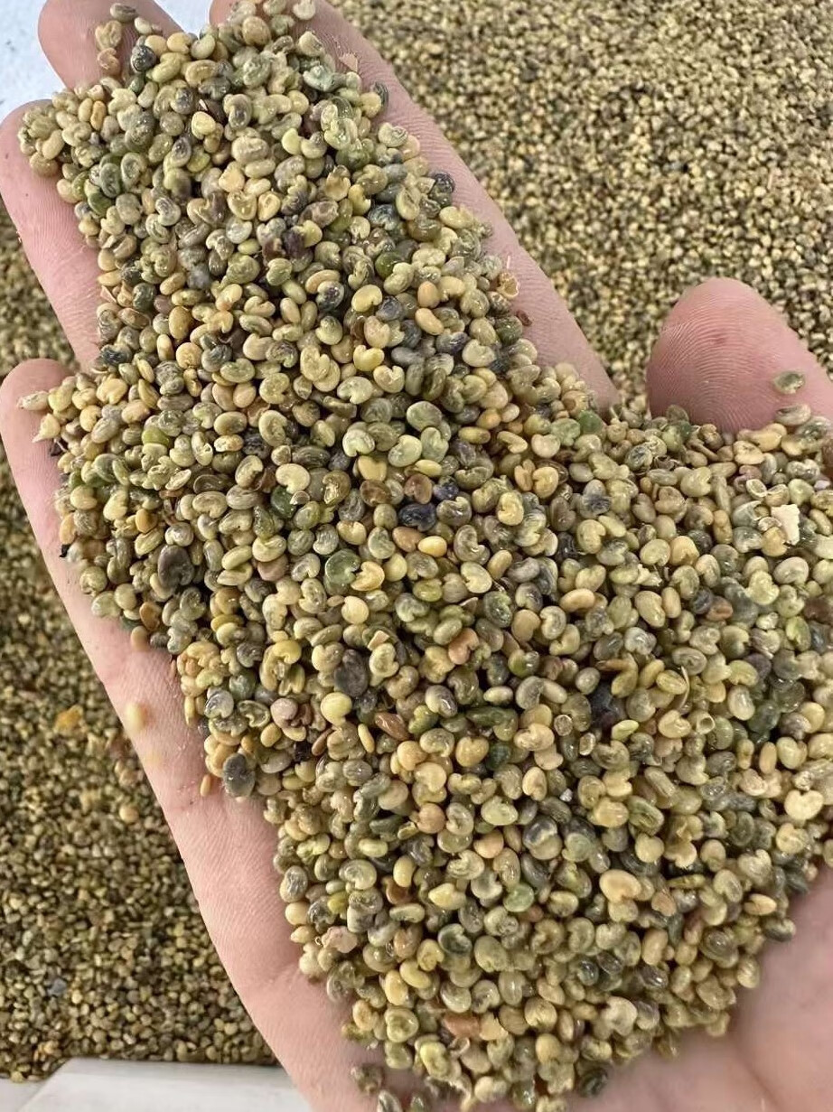 芗苒猪豆种子四季牧草种籽籽 猪屎豆种子一斤
