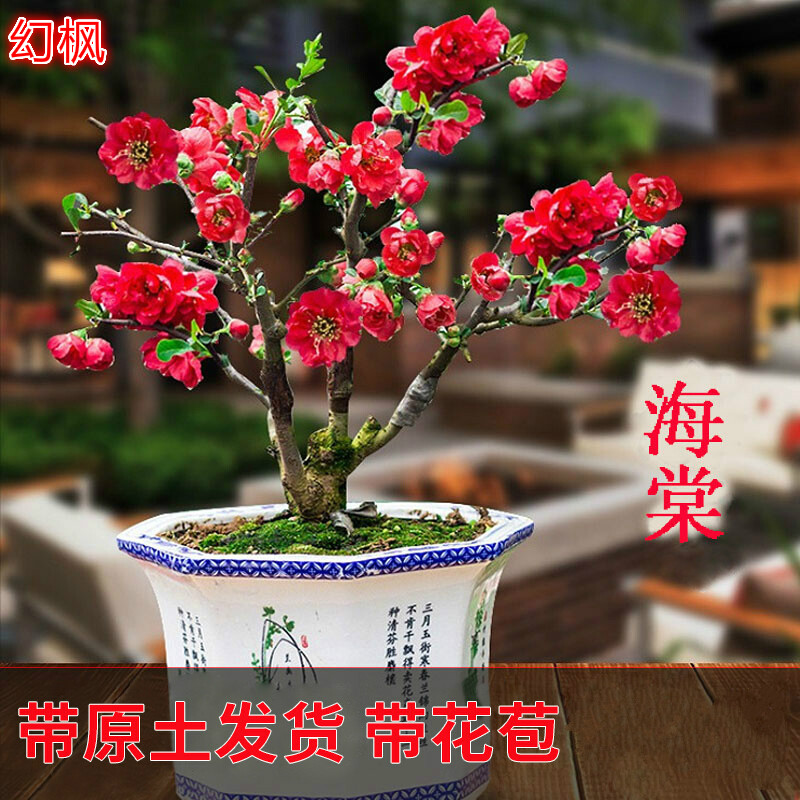 长寿冠海棠花带花苞 一物一拍 盆栽树苗室内盆景四季花苗当年开花 12年长寿冠(实物挑选) 不含盆