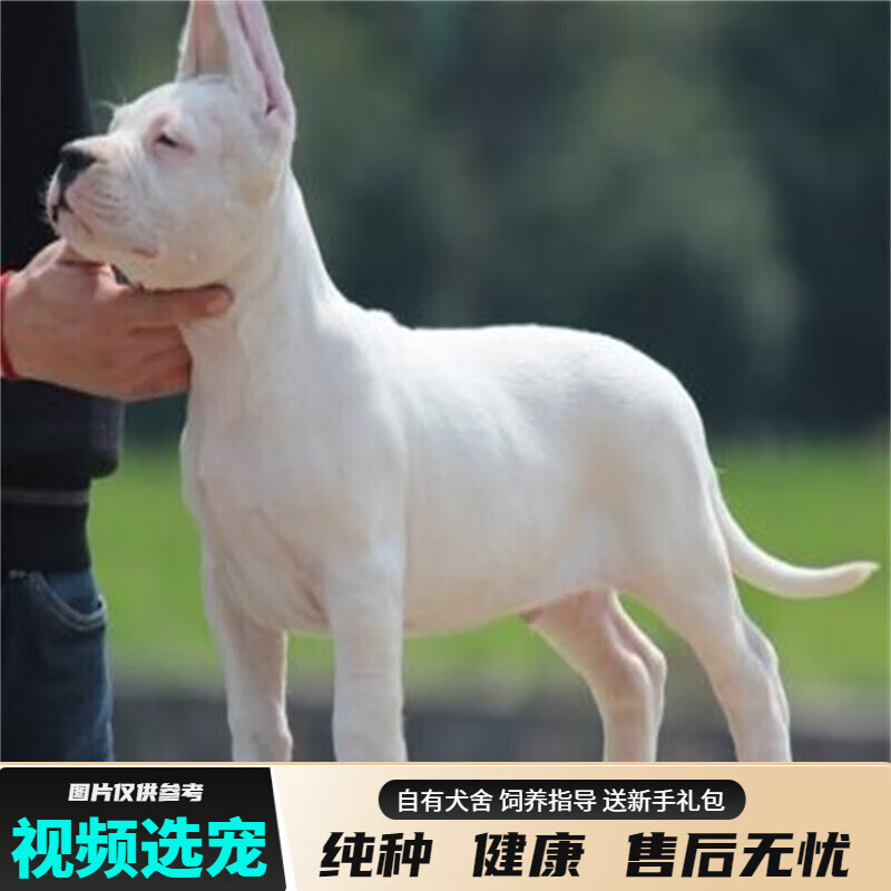 宠六福纯种杜高犬幼犬宠物狗狗活体小狗活物幼崽护卫犬 宠物级 公