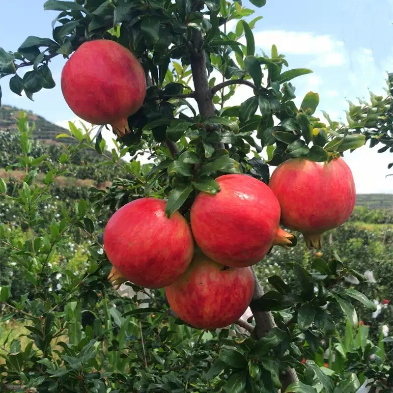 倾颜 突尼斯软籽石榴树苗大红袍石榴树苗盆栽地栽南方北方种植当年
