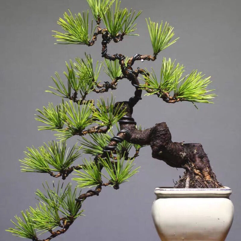 苓芊黑松盆景老桩四季常青树盆栽绿植庭院盆景松树盆景景观树 主杆3-4