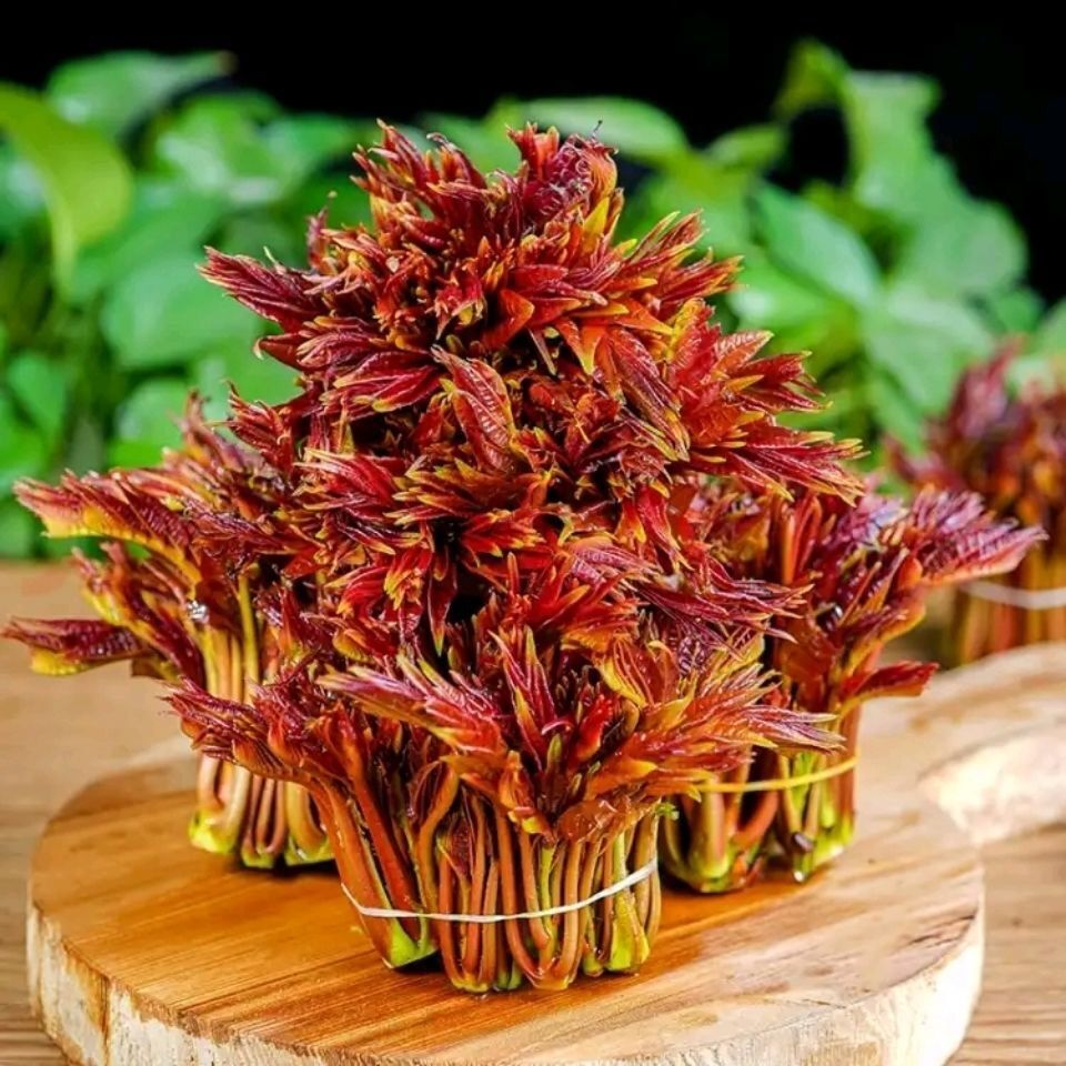 京诗悦红香椿芽 当季新鲜头茬红油香椿野生香春芽菜蔬菜香椿3斤 2斤