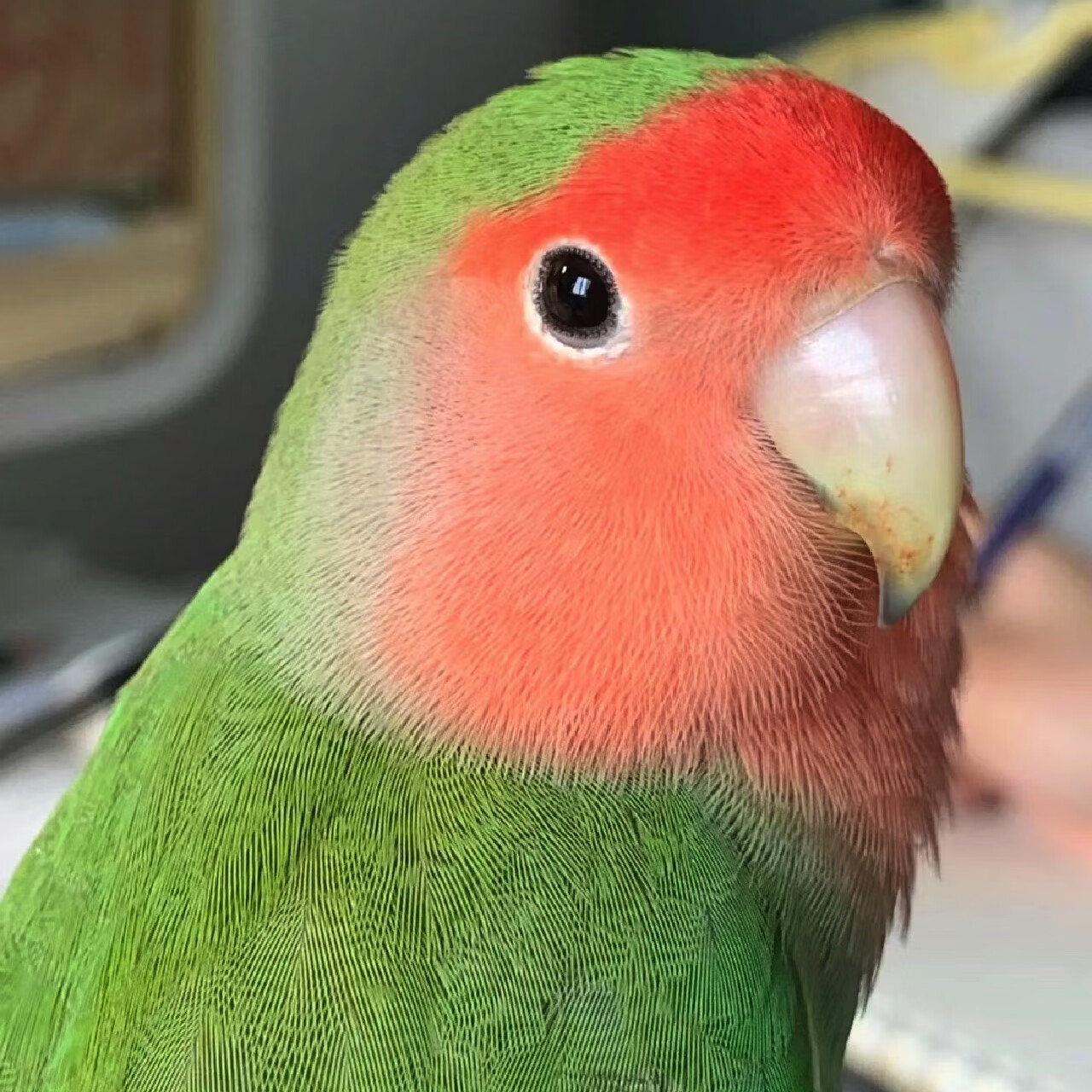 牡丹鹦鹉黄桃金银顶紫罗兰爱情鸟宠物鸟日桃亲人说话活体宠物鸟 绿桃