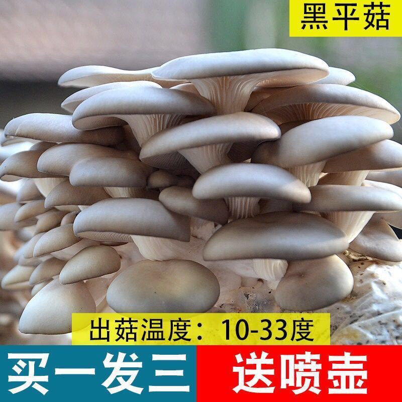 蘑菇菌包种植包平菇秀珍菇食用菌菌种阳台多肉植物盆栽-丛一楼 黑姬菇