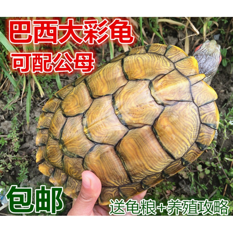 巴西红耳龟宠物龟大小招财乌龟活物活体观赏龟公母情侣水族萌宠龟