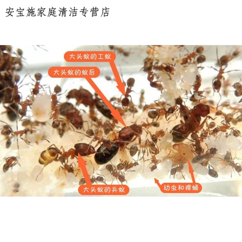 纤雅洁伊大头多后制同巢繁殖容易饲养蚂蚁工坊新手养蚁套餐弓背蚁 1后