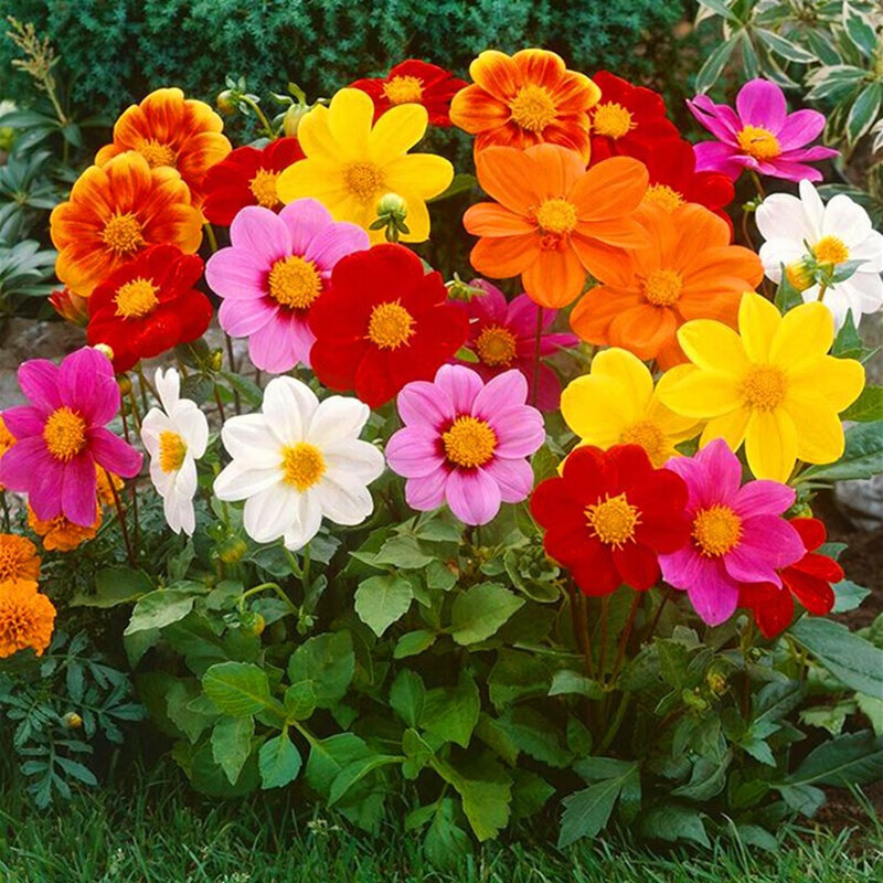 季易活盆栽庭院室外阳台草花卉种籽矮生 单瓣小丽花/混色/(500粒)送肥