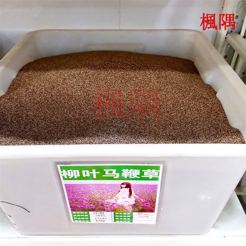 楓隅柳叶马鞭草种子燕尾草退血草蜻蜓草野荆草风颈草龙芽草种籽 柳叶