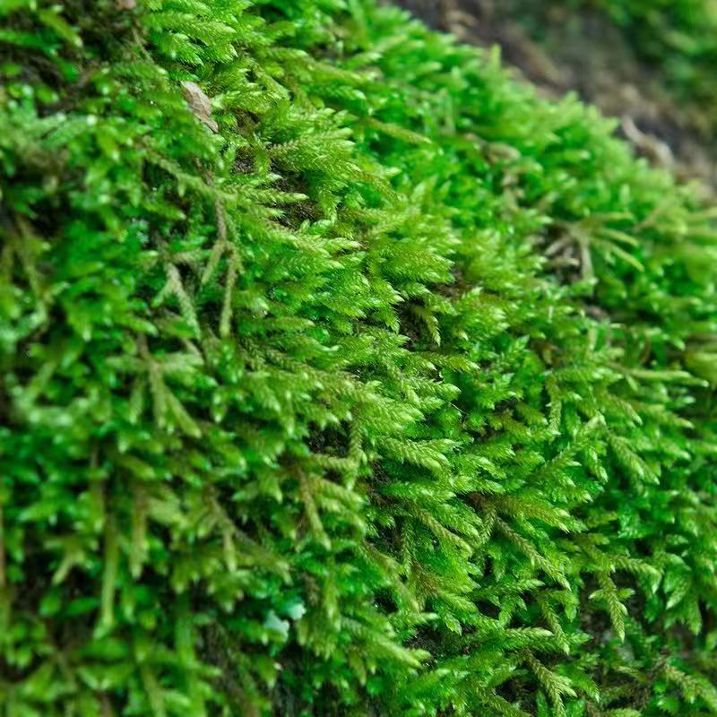 青苔藓青苔苔藓植物鲜活假山水陆雨林缸 盆景造景铺面diy白发藓-融暖