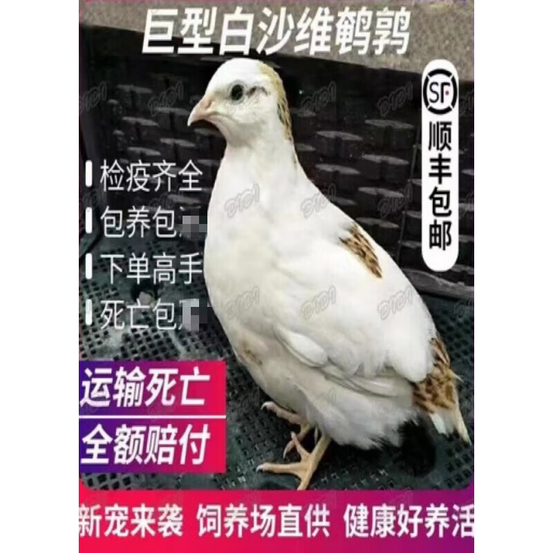 贝意品鹌鹑活苗繁殖鹌鹑活鸟家养鸡苗阳台宠物鹌鹑鸡活体白沙维会下蛋