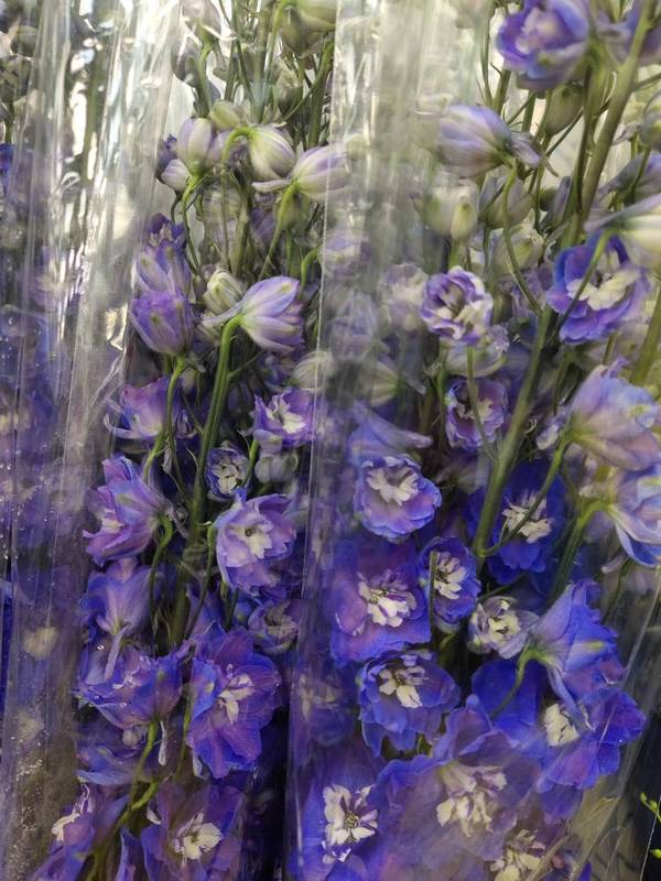 进口飞燕鲜花直批家庭客厅插花大飞燕鲜切花上海水养鲜切花节日礼物