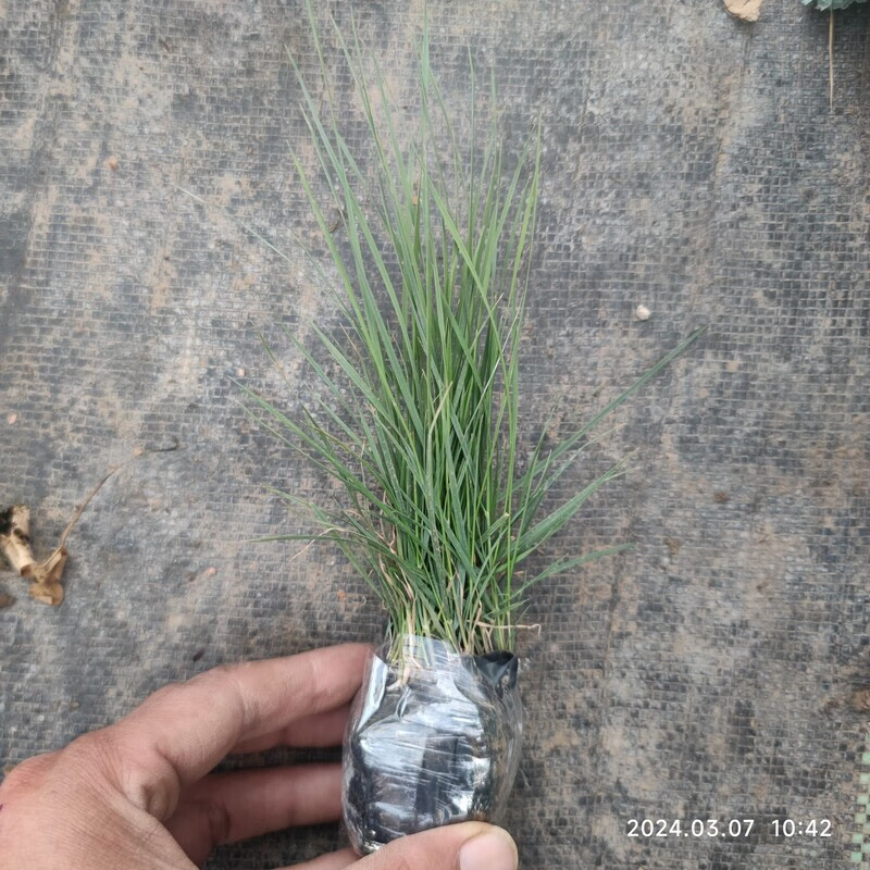 粉黛乱子草苗盆栽多年生耐热耐寒宿根庭院花海粉黛草苗室外粉黛苗 1杯