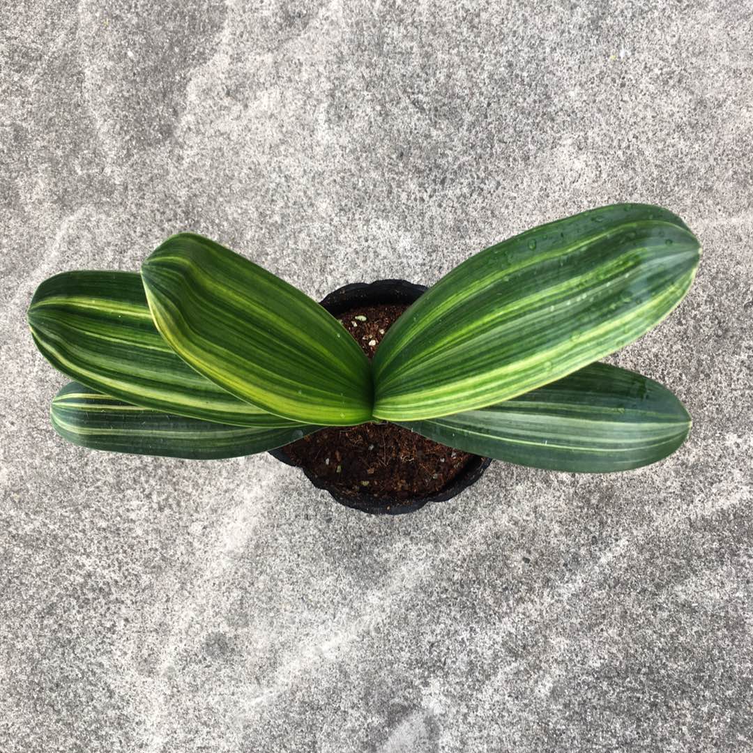 君子兰盆栽小苗鸳鸯彩兰覆轮彩佛光兰彩色金边室内植物花卉君子兰盆栽