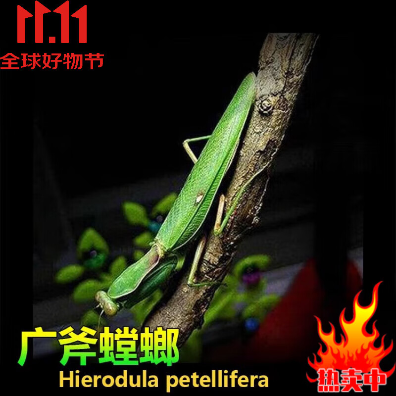 壮盾螳螂活体活体爬虫爬宠宠物螳螂昆虫宠物螳螂壮菱背螳圆盾 广府5l