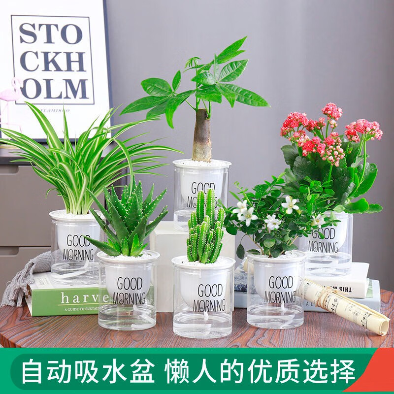 阔爷家 懒人花盆清香驱蚊薄荷居家办公室桌面创意绿植水培塑料花盆 【自动吸水花盆】2个+【薄荷种子100粒】1包