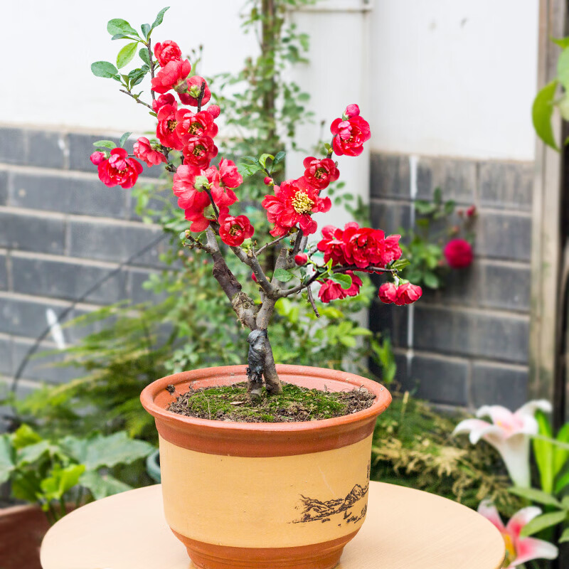 一花之秋 长寿冠海棠盆栽造型盆景树耐寒花卉 长寿冠 4年苗分叉多