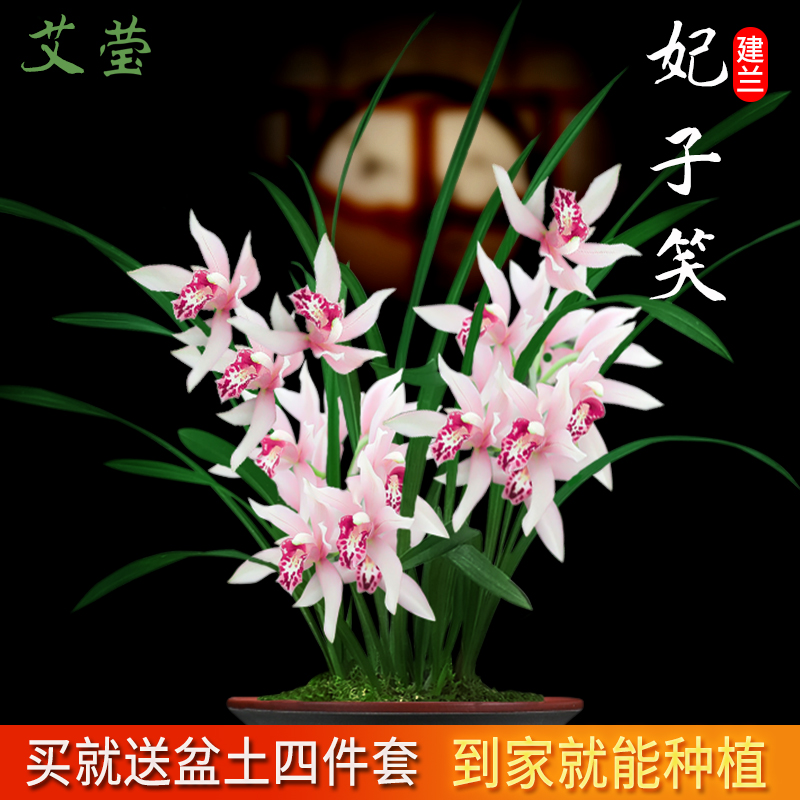 艾莹兰花苗  四季兰妃子笑 夏带浓香花苞出售好养室内绿植花卉盆栽