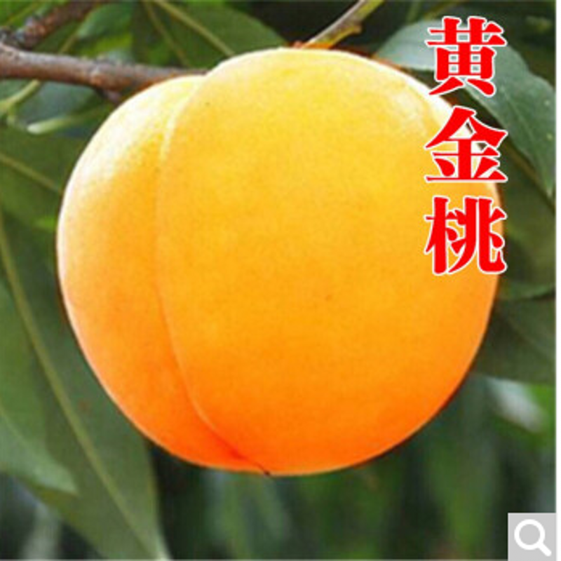 巨型冬桃树苗 巨型冬桃 雪里红冬桃苗 中华桃王 丽江雪桃 云南冬桃