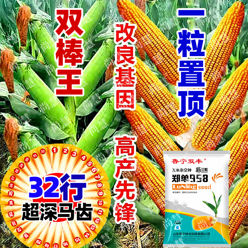 细辛国审郑单958玉米种子老品种丰产矮杆大棒双胞胎种籽杂交饲料 一亩