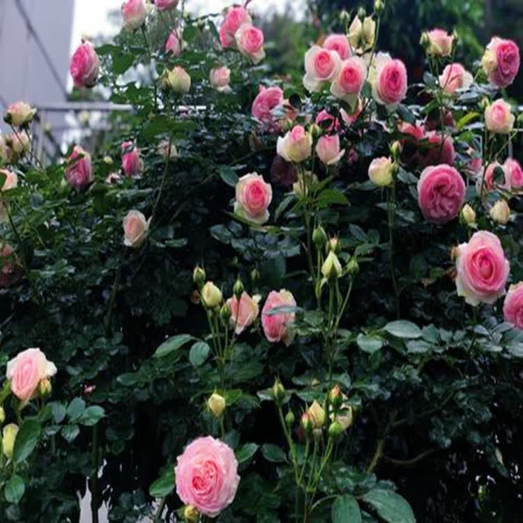 采缇蔷薇花苗爬藤四季浓香藤本月季庭院耐寒植物阳台爬墙木香花 粉龙