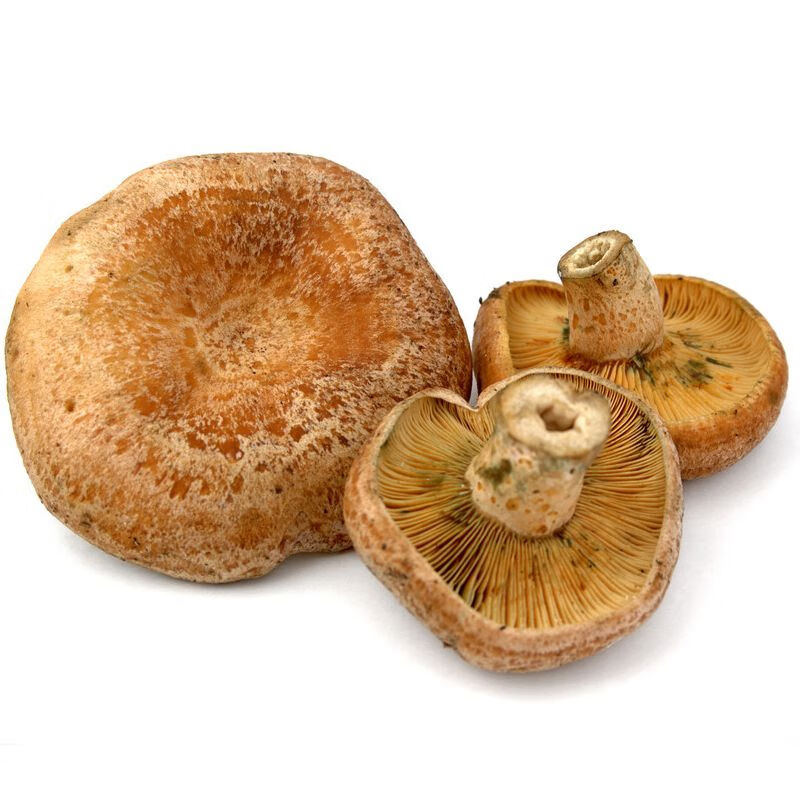 禾澹速冻寒菌新鲜枞菌湖南特产野生重阳菌松乳菇雁来蕈松树蘑松菌