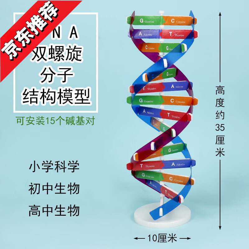模型cgat碱基对手工diy小制作遗传基因小学科学初中高中生物生命科学