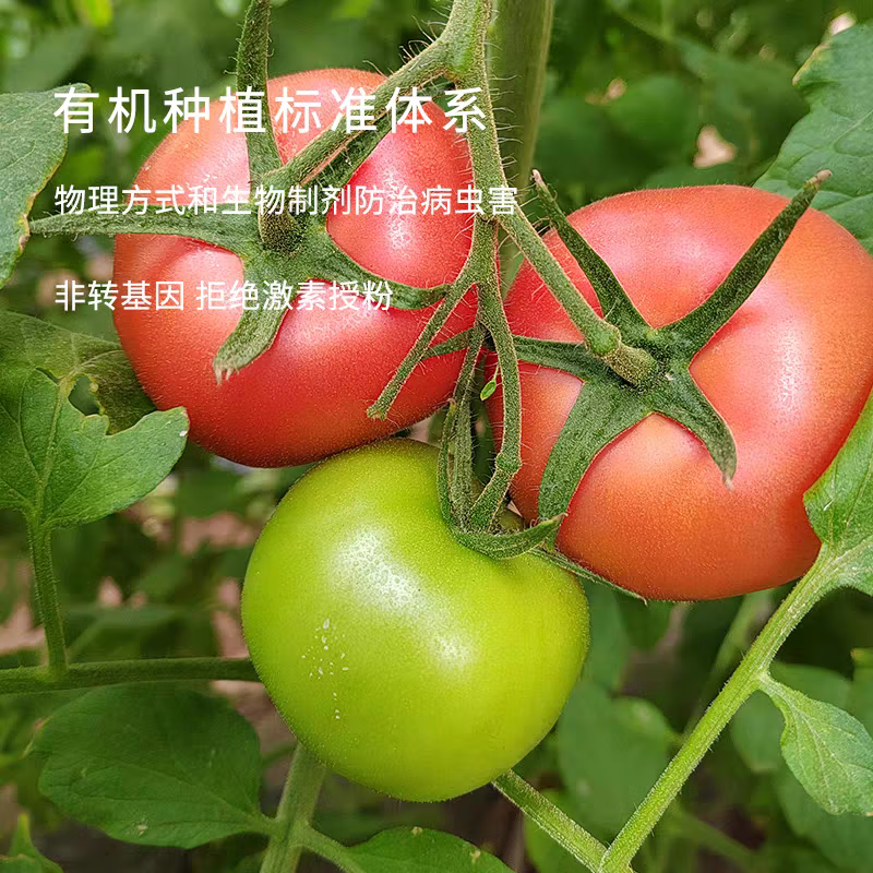 【顺丰】有机西红柿 满籽沙瓤普罗旺斯番茄自然熟有机蔬菜 家庭装 5斤