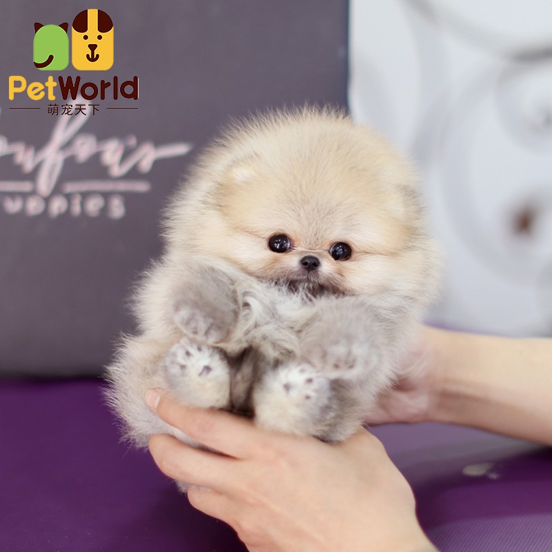 哼嘟(humdu)纯种博美犬茶杯博美幼犬长不大的韩系小体赛级活体哈多利