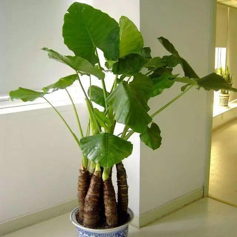 倾颜大型绿植 滴水观音千手观音观叶植物办公室客厅大型绿植盆栽花卉