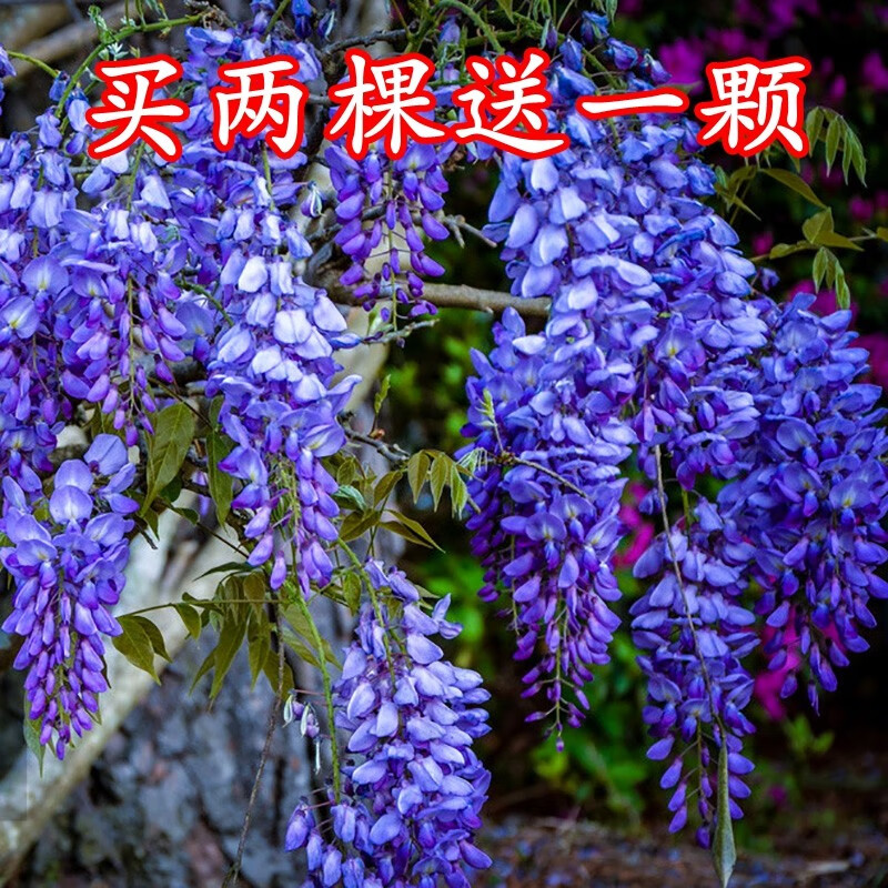 紫藤花 相关京东优惠商品人气降序排行榜 价格图片品牌优惠券 虎窝购