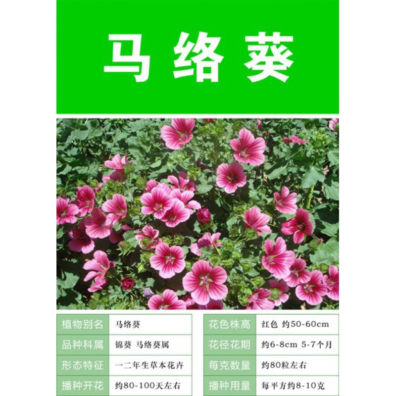 见土就活花种四季开花室外易活大全盆栽庭院春季花种籽子孑称斤的
