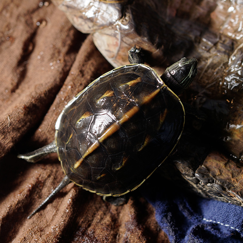 花龟宠物龟外塘饲养六线草龟花龟水龟大乌龟活体 珍珠3-5两10-12厘米