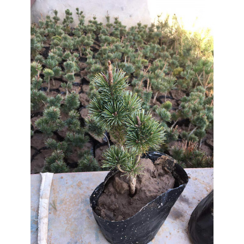 伊美花海精品日本大阪松小苗五针松盆景树桩造型短针嫁接苗那须娘松树