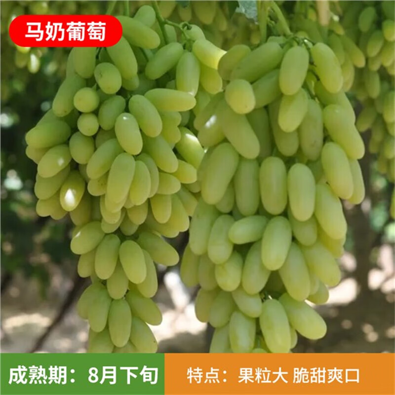 葡萄苖耐寒果树蓝宝石盆栽庭院南方北方种植巨峰无籽葡萄树苗 马奶 6