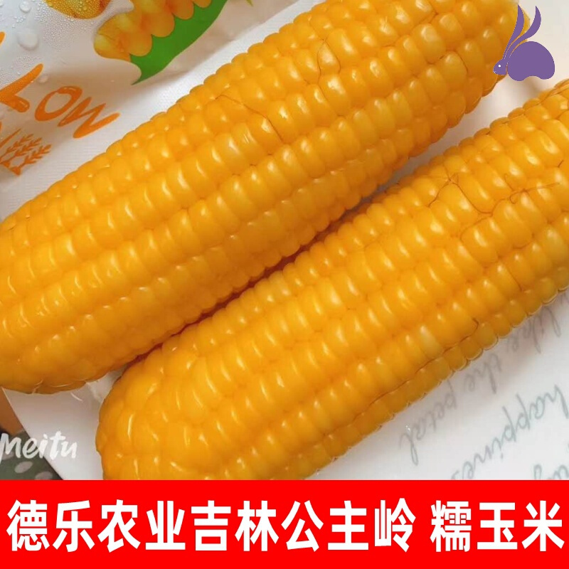 东北吉林德乐公主岭黄糯玉米新鲜糯玉米10根 多省包运