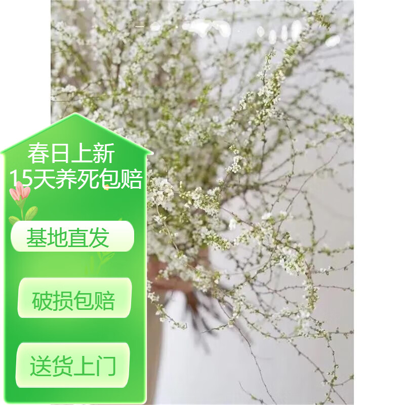 干枝雪柳喷雪花干支梅遇水开花室内阳台水培 雪柳1米10支 不含盆