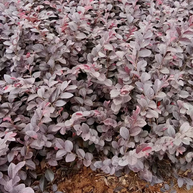 沁茗毓红花继木球别墅庭院绿化植物四季青花红花继木树苗灌木观赏绿篱