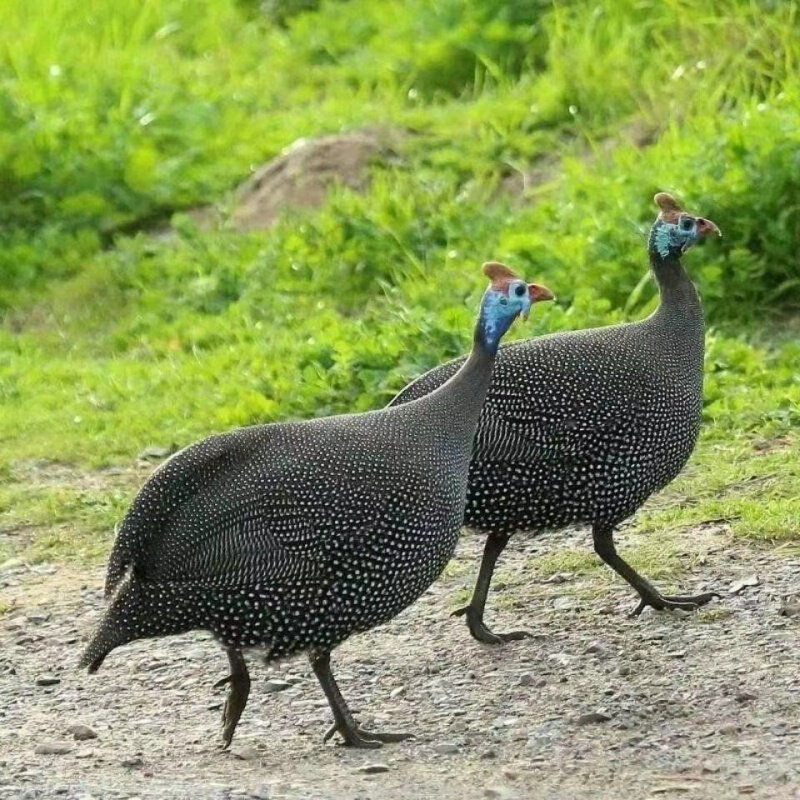 伯贤新鲜珍珠鸡现杀现发 下蛋鸡走地鸡珍珠鸡 1年乌鸡 2只装800g/只