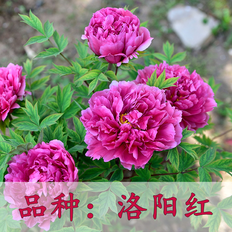 花苗正宗重瓣观赏大花卉室内外四季盆栽庭院阳台绿植物 【洛阳红】 原