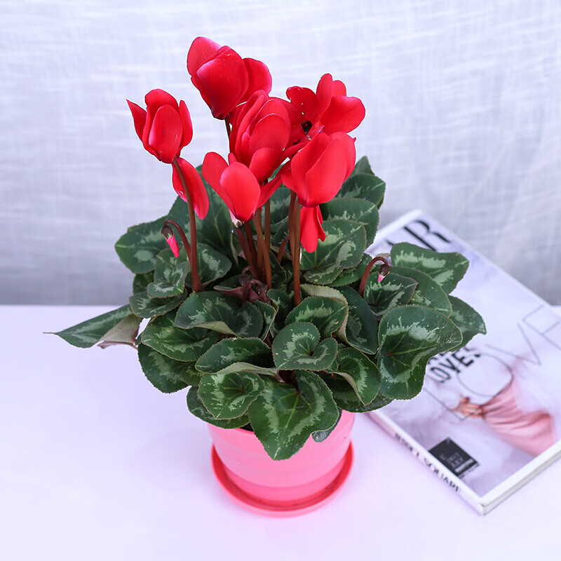 仙客来苗盆栽花卉观花植物好养庭院室内带花带花苞发货四季种植开花