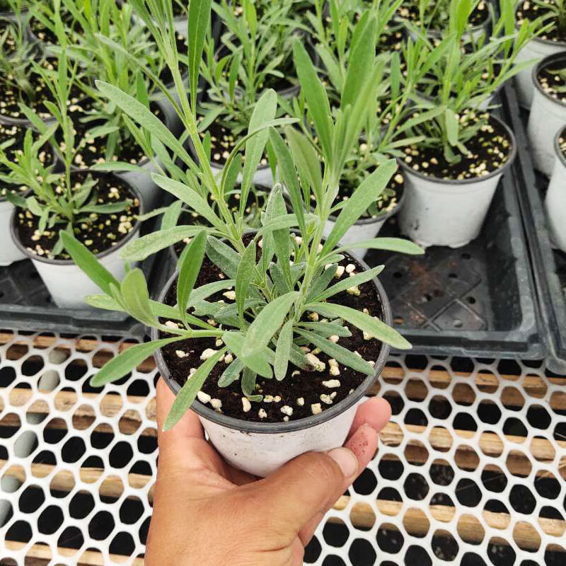 盆栽植物花籽室内四季阳台小盆栽香草幼苗熏衣草 盆栽法国薰衣草苗 2
