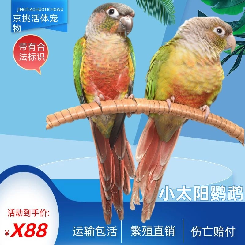 天香赞 小太阳鹦鹉活体和尚鹦鹉活体半毛雏鸟鹦鹉手养手玩 小太阳齐毛