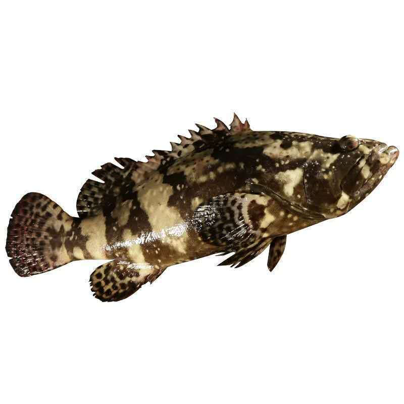 石斑鱼海 相关京东优惠商品潜力降序 价格图片品牌优惠券 虎窝购