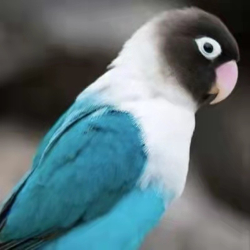 豪蚨牡丹鹦鹉鸟鹦鹉活体宠物观赏鸟活体小鸟中型宠物鹦鹉活鸟桃脸豪蚨