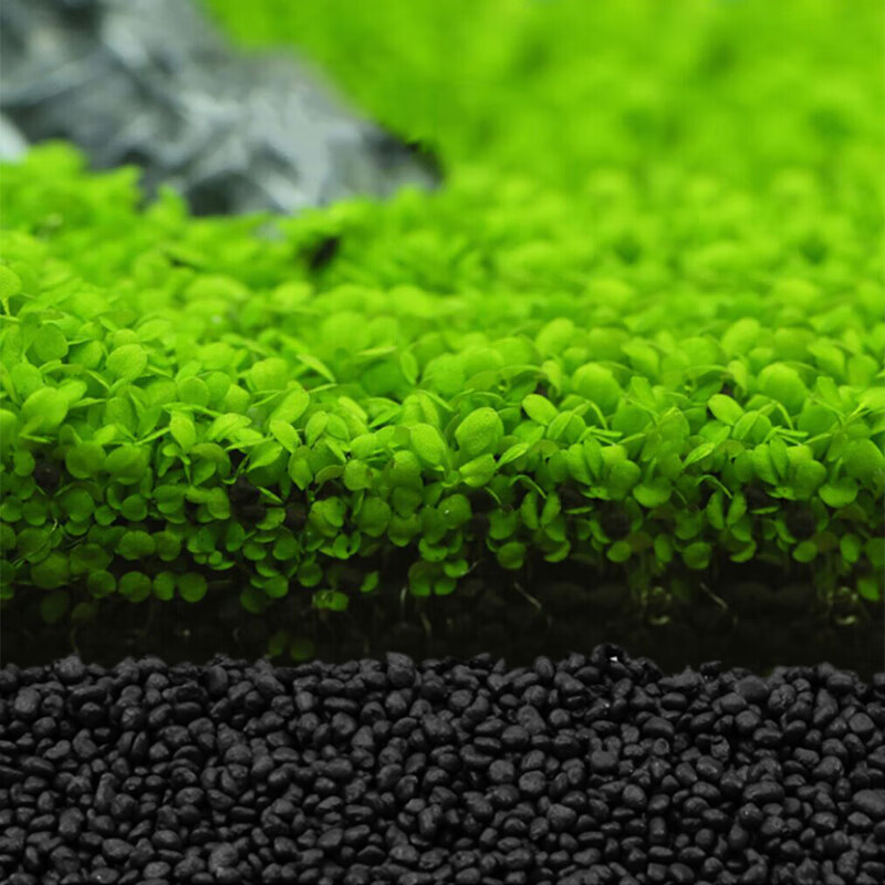 水草泥 鱼缸造景 水族箱装饰品布景 草缸造景 水族用品 水草种子 5gg