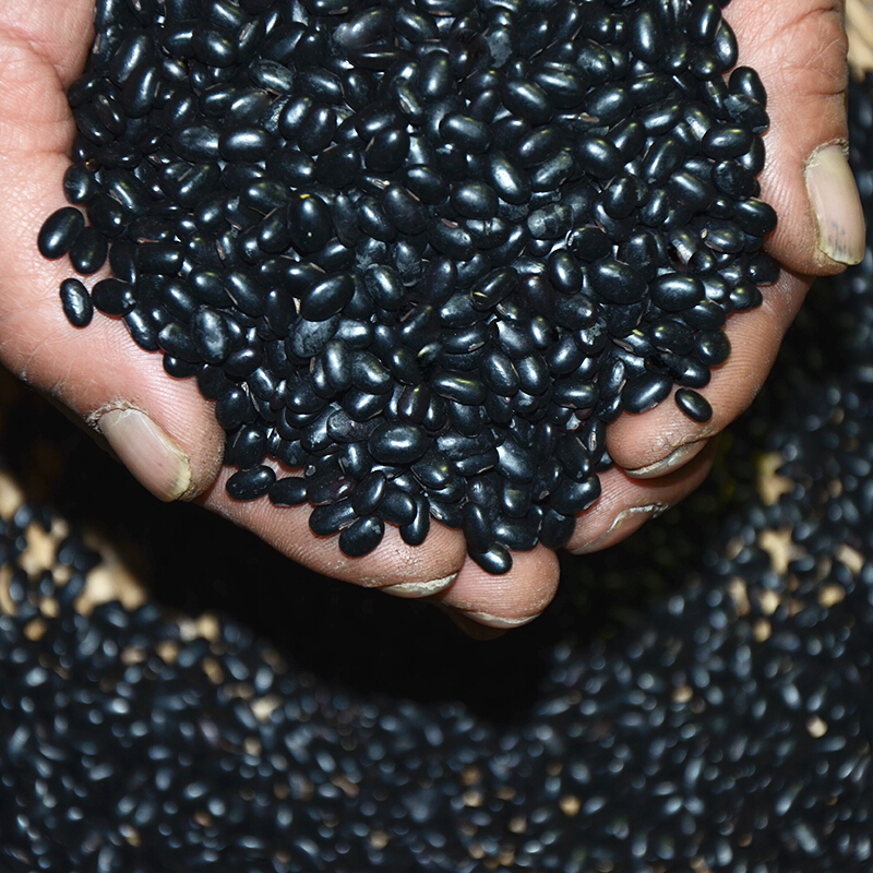 虎钢馋肾形黄仁小黑豆黑小豆自产黄心生黑豆散装可醋泡黑豆黑豆1000g